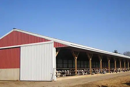 Steel Structure Cattle Shed