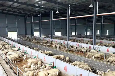 Metal Structure Sheep Shed