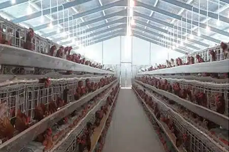 Steel Structure Chicken House