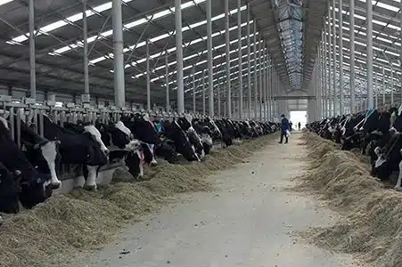 Steel Structure Cattle Shed