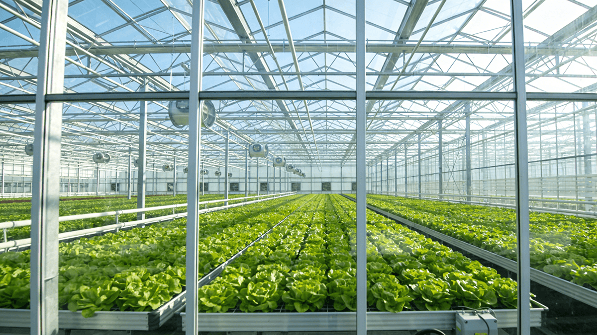 China Steel Structure Manufacturers- Weizhengheng Group - High Tech Glass Greenhouse Netherlands • Vegetables (2) China Steel Structure Manufacturers- Weizhengheng Group - High Tech Glass Greenhouse Netherlands • Vegetables (2)